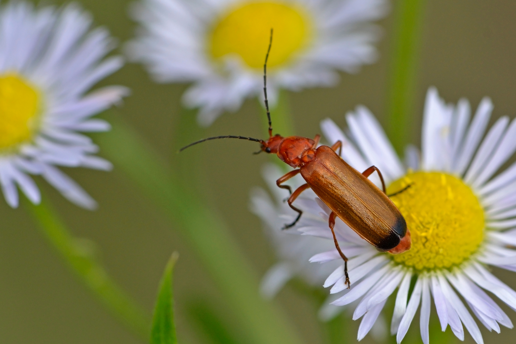 Beyond Pollinators: Other Insects That Help Your Garden and Crops Thrive
