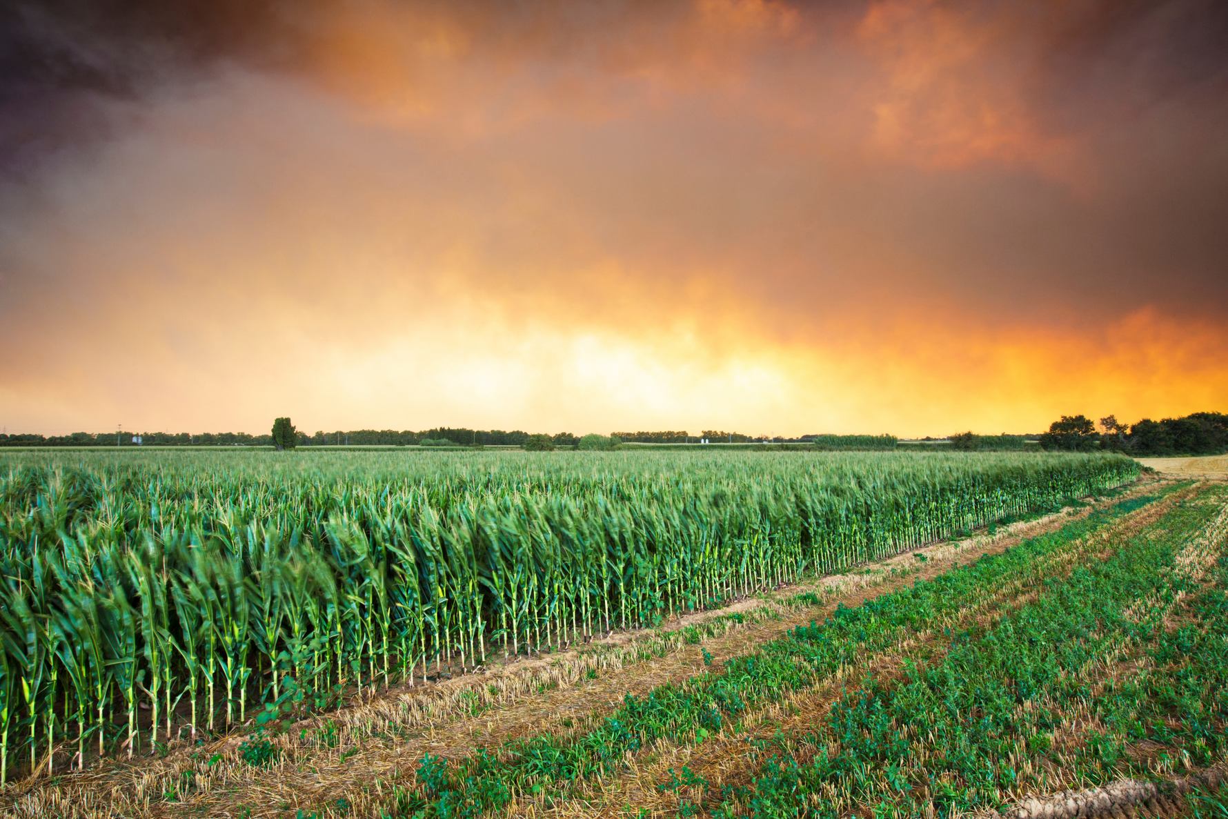 Understanding the Emergency Conservation Program (ECP): Restoring Farmland After Disaster