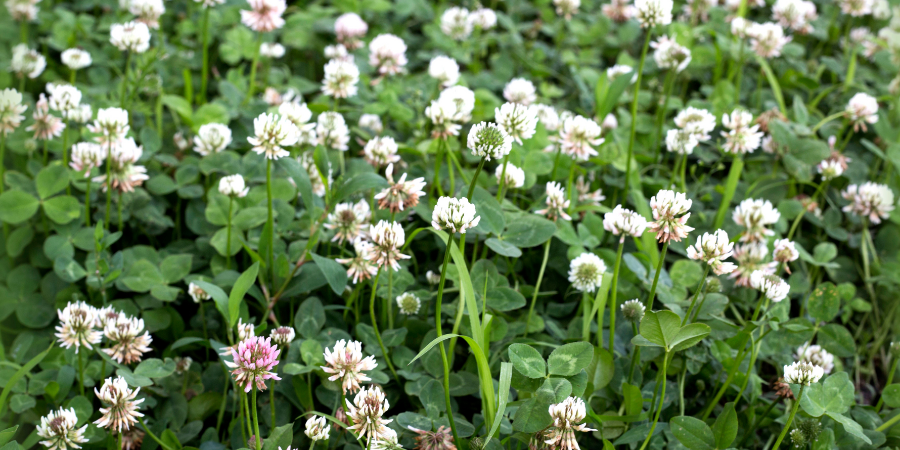 What Is Living Mulch? A Natural Way to Protect and Nourish Your Soil