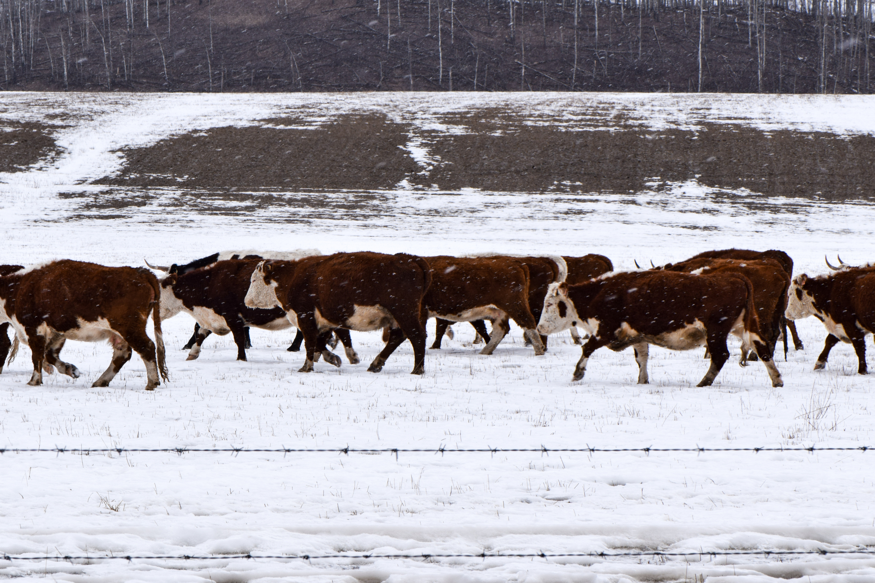 Extending the Grazing Season: How Ranchers Maximize Forage in Winter