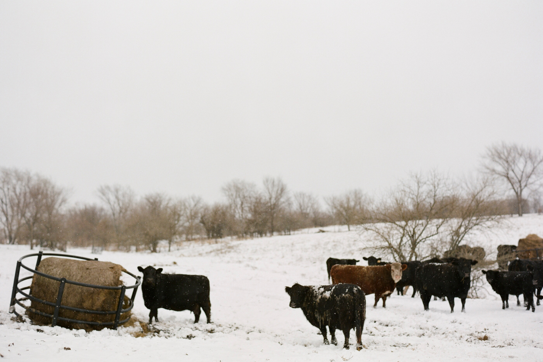 Protecting Water Sources During Winter Grazing: Keep Your Herd Hydrated and Healthy