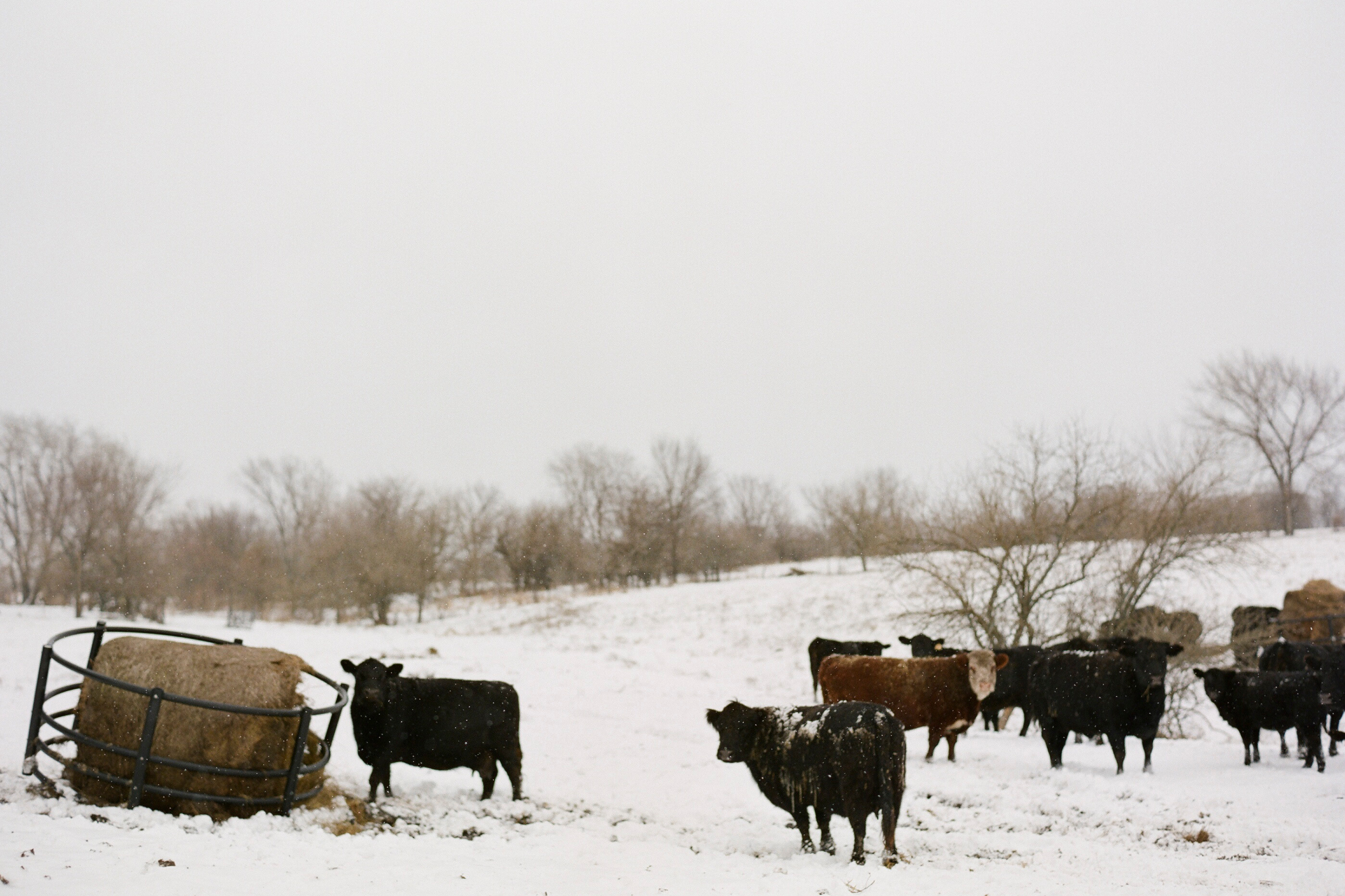 Protecting Water Sources During Winter Grazing: Keep Your Herd Hydrated and Healthy