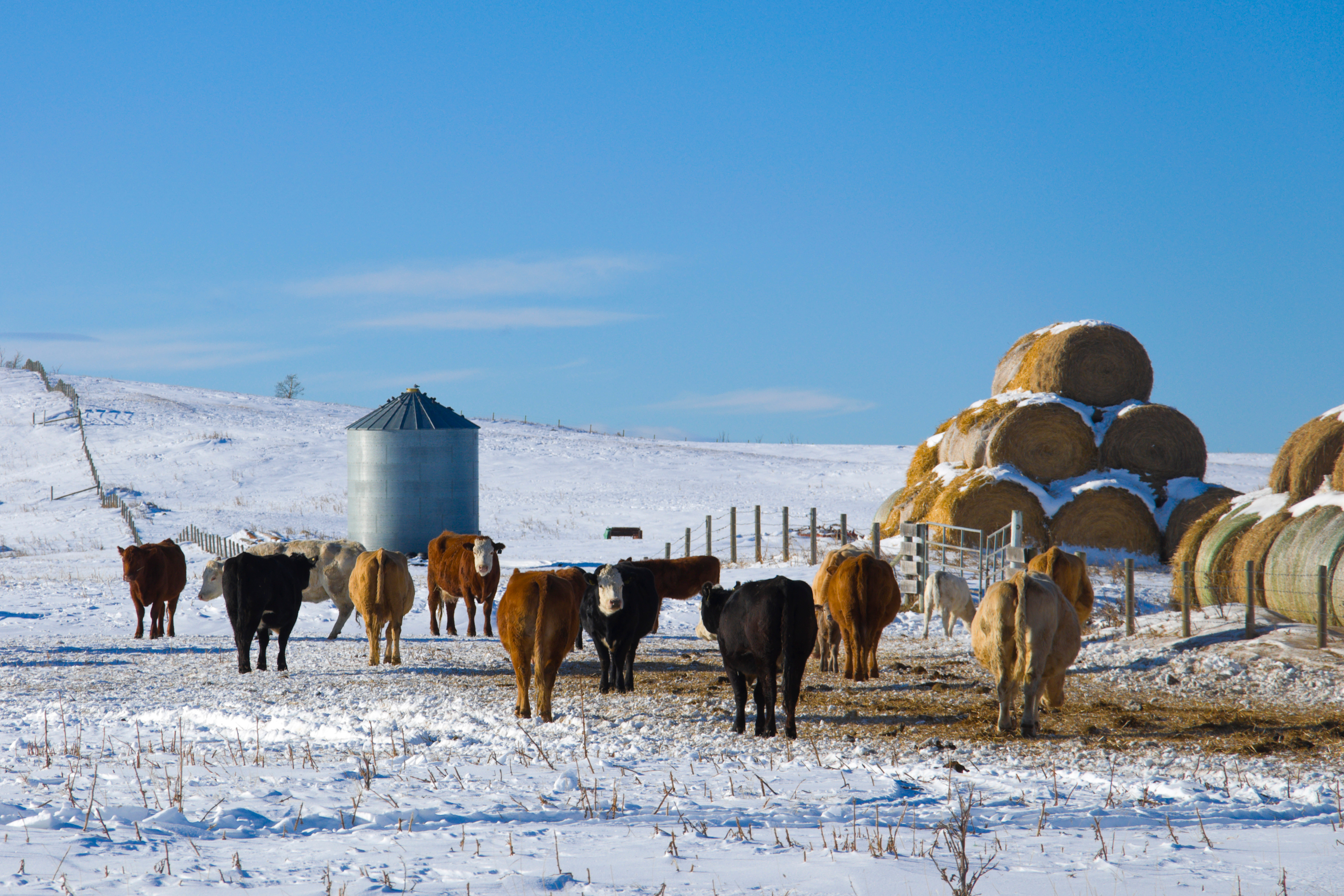 Monitoring Livestock Health and Behavior in Harsh Winter Weather